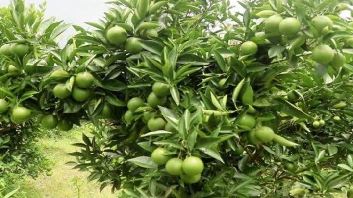 কুমিল্লার তিতাসে বাড়ির আঙ্গিনায় মাল্টা চাষ করে সফল কামাল উদ্দিন