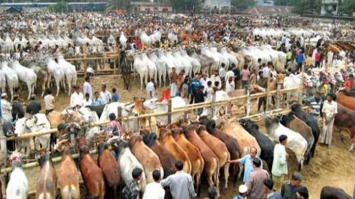 বৃহস্পতিবার থেকে রাজধানীতে বসবে কোরিবানির পশুর হাট